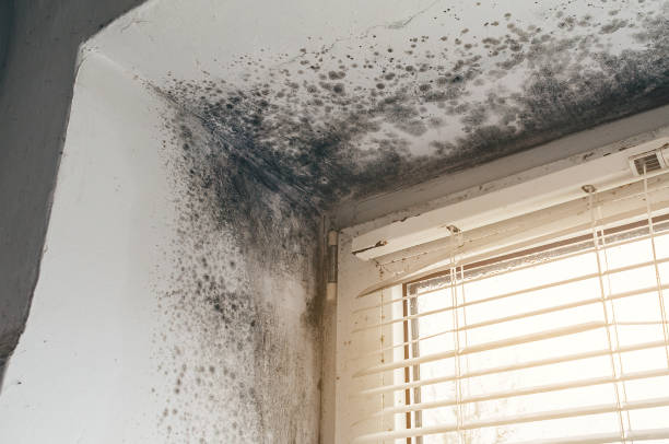 Affordable Mold Removal solutions in Katy, TX